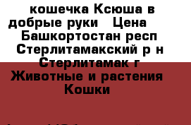 кошечка Ксюша в добрые руки › Цена ­ 10 - Башкортостан респ., Стерлитамакский р-н, Стерлитамак г. Животные и растения » Кошки   